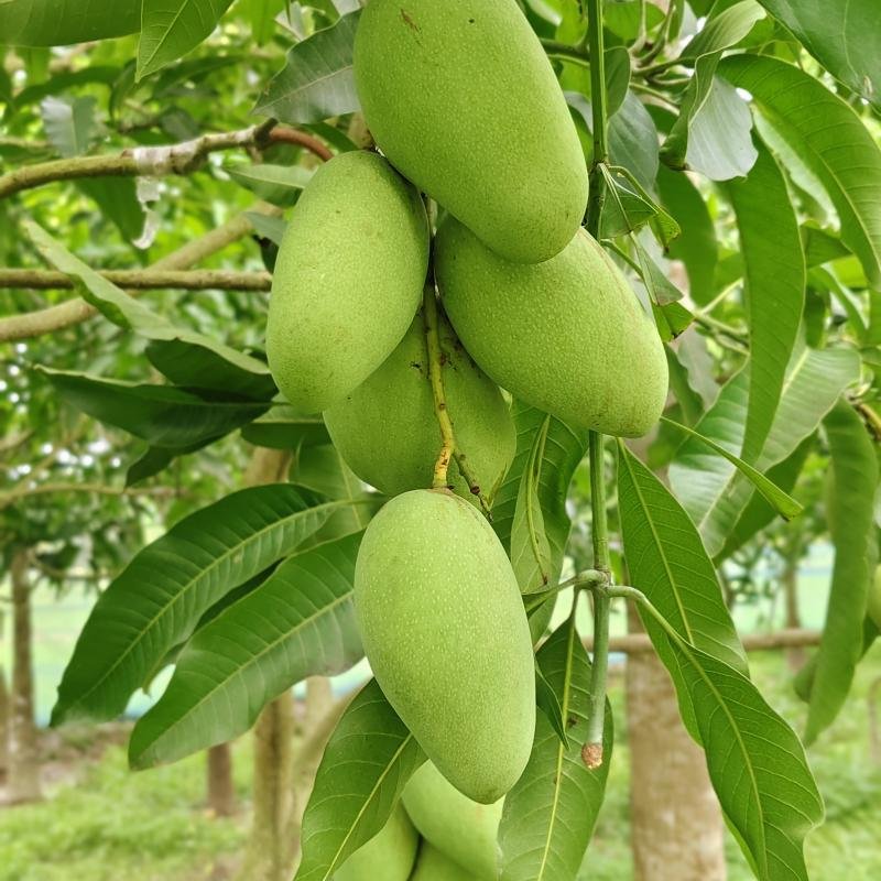 শত ভাগ কেমিকেল মুক্ত বারোমাসি কাটিমন মিষ্টি-সুস্বাদু আম – Growliy