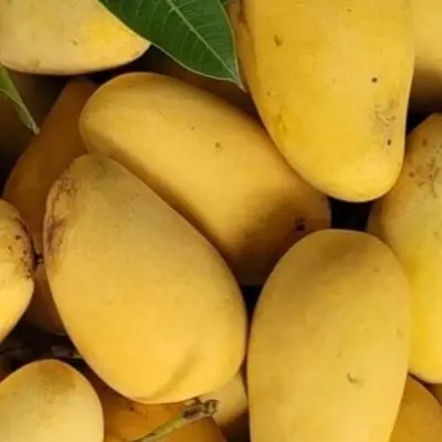 শত ভাগ কেমিকেল মুক্ত বারোমাসি কাটিমন মিষ্টি-সুস্বাদু আম – Growliy